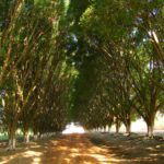 Clube Novo Mirassol-pederneiras-SP-6