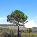 Camping Luau das Montanhas-Ouro Preto-MG-6