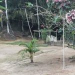 Camping Canto dos Pássaros-Praia do Sono-Paraty-RJ-1
